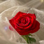 عکس کاربر - الینا