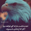 عکس کاربر - امیر علی