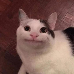 Stickers: Cute and Funny Animals 🐱🐶
