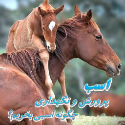 اسب پرورش و نگهداری