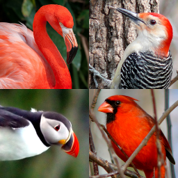 دانلود Bird World - Quiz about Famous Birds of the Earth