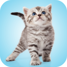 دانلود Kitten Sounds