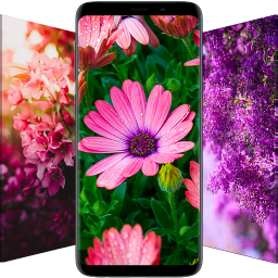 دانلود Flower Wallpapers - Flowrify