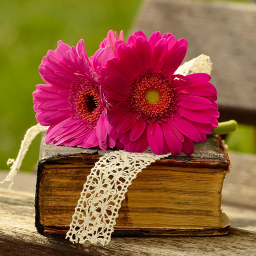 دانلود Flower Wallpapers