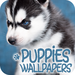 Puppies Wallpapers in 4K