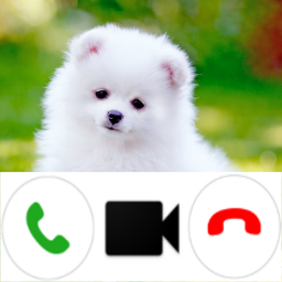 Pomeranian Dog Video Call Simulator