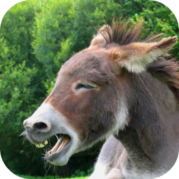 دانلود Donkey Sounds