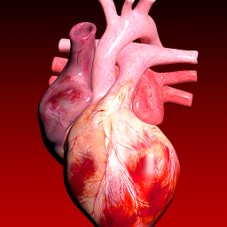 دانلود Circulatory System 3D Anatomy