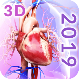 دانلود Circulatory System Anatomy