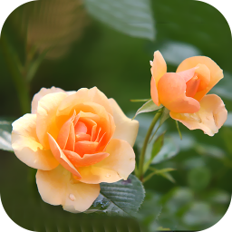 دانلود Flower Wallpaper 2024