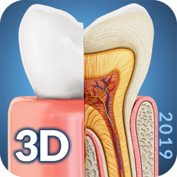 دانلود Dental  Anatomy