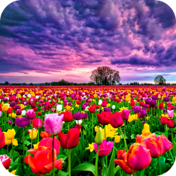 دانلود Flower Fields Live Wallpaper