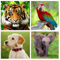 دانلود Sounds of Animals & Birds
