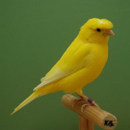 فال حافظ