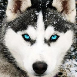 دانلود Husky Dog Wallpaper HD