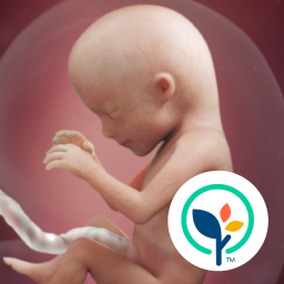 دانلود Pregnancy App & Baby Tracker