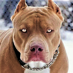 Pitbull Dog Wallpaper HD