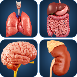 دانلود My Organs Anatomy