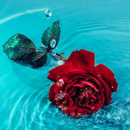 دانلود Rosely - Rose wallpapers HD