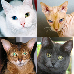 دانلود Cats Quiz Guess Popular Breeds