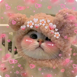 دانلود Cute Cats Wallpaper