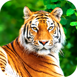 دانلود Tiger Wallpaper 2025