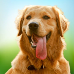 دانلود Virtual Pet Dog Sim: Dog Games