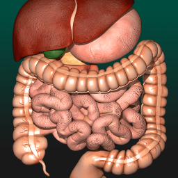 دانلود Internal Organs in 3D Anatomy