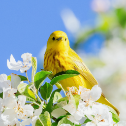 دانلود Canary Bird Sounds