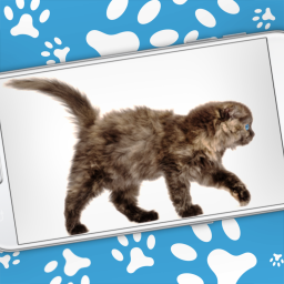 دانلود Cat Walks in Phone Cute Joke