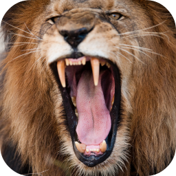 دانلود Lion Sounds