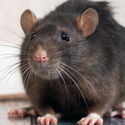 دانلود Mouse and Rat sounds