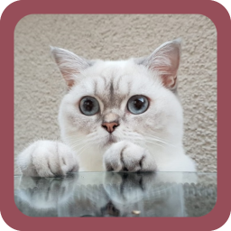 دانلود CUTE CAT WALLPAPERS