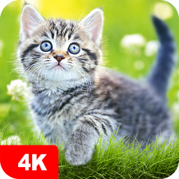 دانلود Cat Wallpapers & Cute Kittens