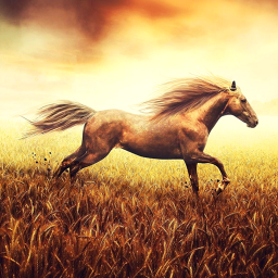 دانلود Horse Pictures Live Wallpaper