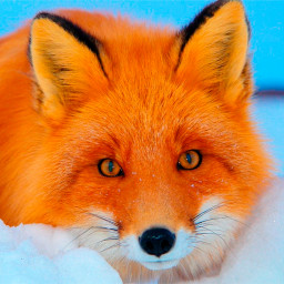 دانلود Fox Wallpapers