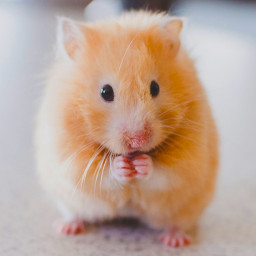 دانلود Hamster Wallpapers