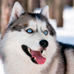 دانلود Husky Dog Wallpapers