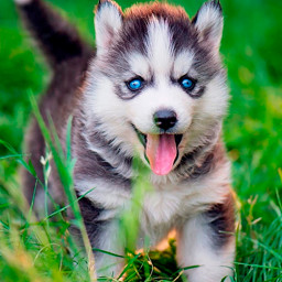 دانلود Husky Puppies Wallpapers