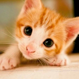 دانلود Kitten Wallpapers