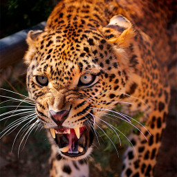 دانلود Leopard Wallpapers