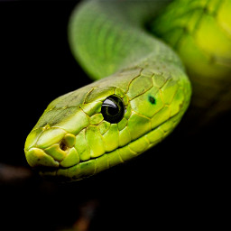 دانلود Snake Wallpapers