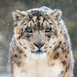 دانلود Snow Leopard Wallpapers