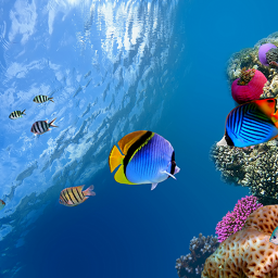 دانلود Ocean Fish Live Wallpaper