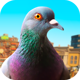 دانلود Pigeon