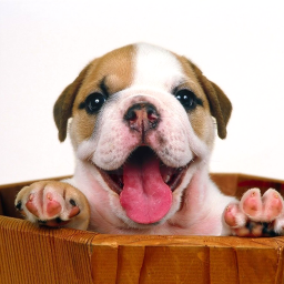 دانلود Puppy Live Wallpaper