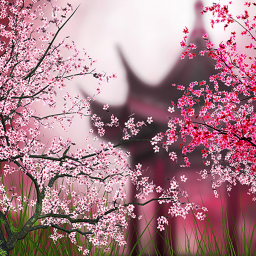 دانلود Sakura Live Wallpaper