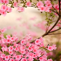 دانلود Spring Flowers Live Wallpaper