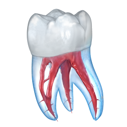دانلود Dental 3D Illustrations
