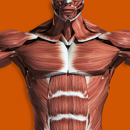دانلود Muscular System 3D (anatomy) دانلود Muscular System 3D (anatomy)